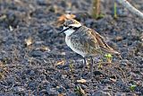 Kittlitz's Plover