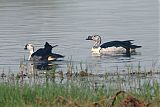 Knob-billed Duckborder=