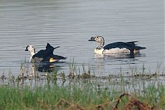 Knob-billed Duck