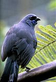 North Island Kokako