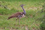 Kori Bustard