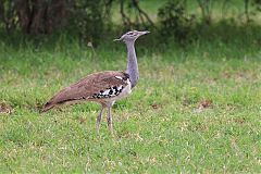 Kori Bustard