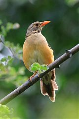 Kurrichane Thrush