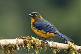 Lacrimose Mountain Tanager