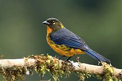 Lacrimose Mountain Tanager