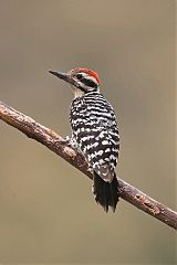 Ladder-backed Woodpecker