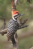 Ladder-backed Woodpecker