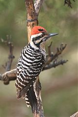 Ladder-backed Woodpecker