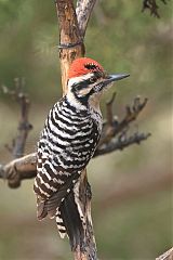 Ladder-backed Woodpecker