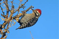 Ladder-backed Woodpecker