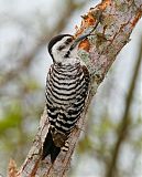 Ladder-backed Woodpecker