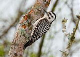 Ladder-backed Woodpecker