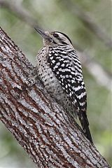 Ladder-backed Woodpecker