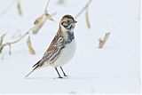 Lapland Longspur