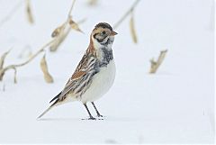 Lapland Longspur