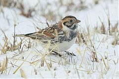 Lapland Longspur