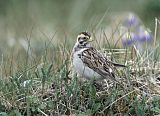 Lapland Longspur