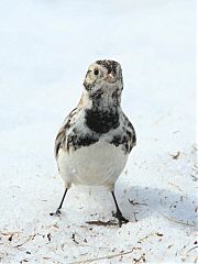 Lapland Longspur