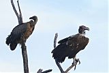 Lappet-faced Vulture