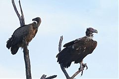 Lappet-faced Vulture