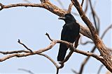 Large-billed Crowborder=