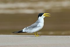 Large-billed Tern