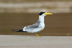 Large-billed Tern