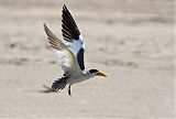 Large-billed Tern