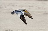 Large-billed Tern