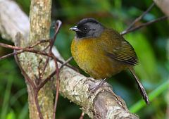 Large-footed Finch