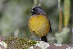 Large-footed Finch