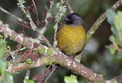 Large-footed Finch