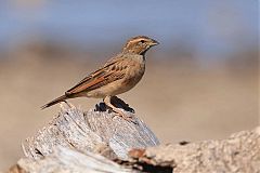 Lark-like Bunting