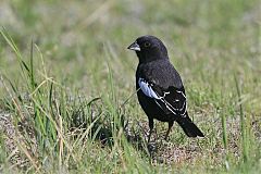 Lark Bunting