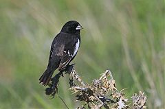 Lark Bunting