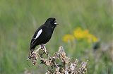 Lark Bunting