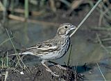 Lark Bunting