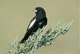 Lark Bunting