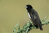 Lark Bunting