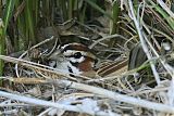 Lark Sparrowborder=