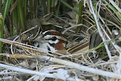 Lark Sparrow