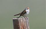 Lark Sparrowborder=