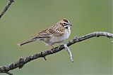 Lark Sparrowborder=