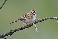 Lark Sparrow