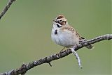 Lark Sparrow