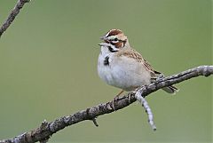 Lark Sparrow