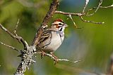 Lark Sparrowborder=