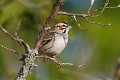 Lark Sparrow