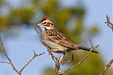 Lark Sparrowborder=