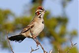 Lark Sparrow